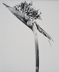 Joan Fontcuberta